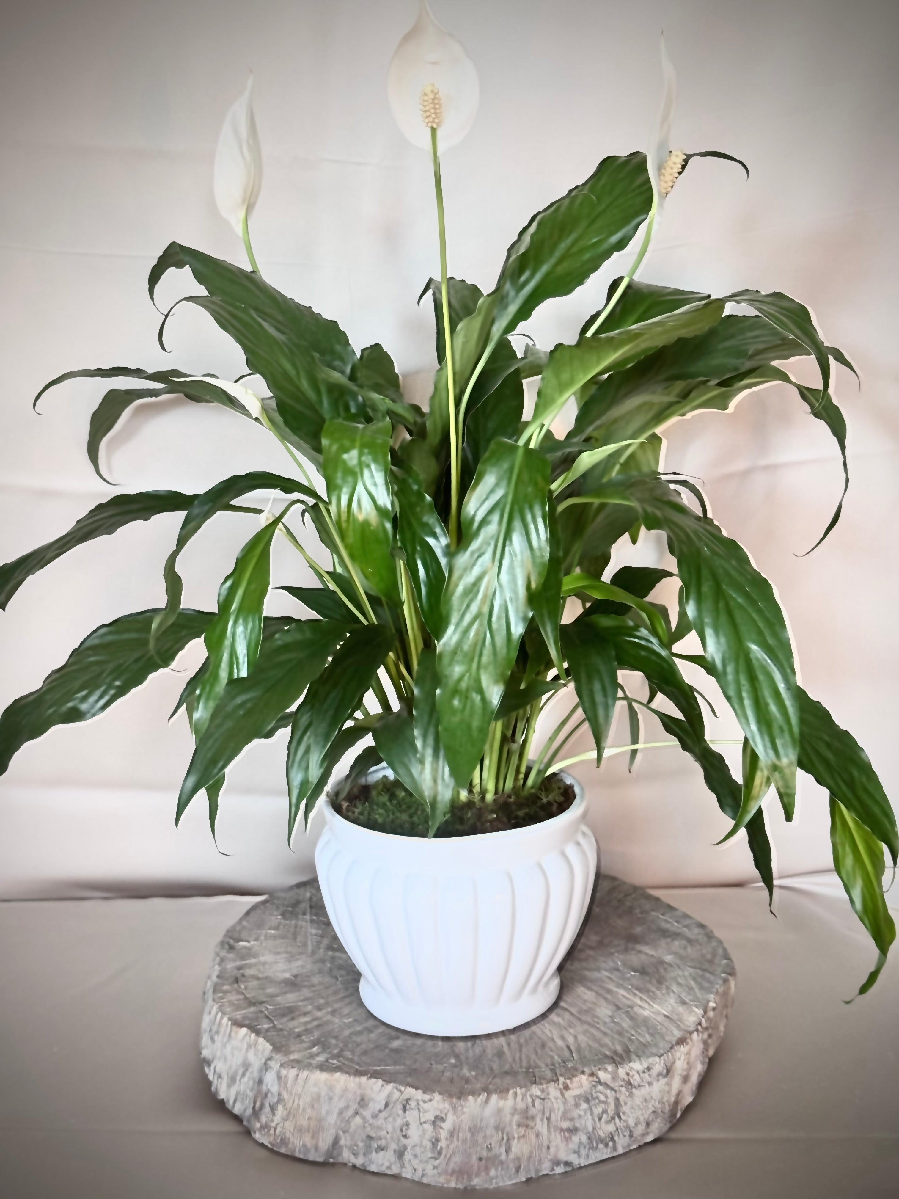 Peace Lilly in White Cache Pot
