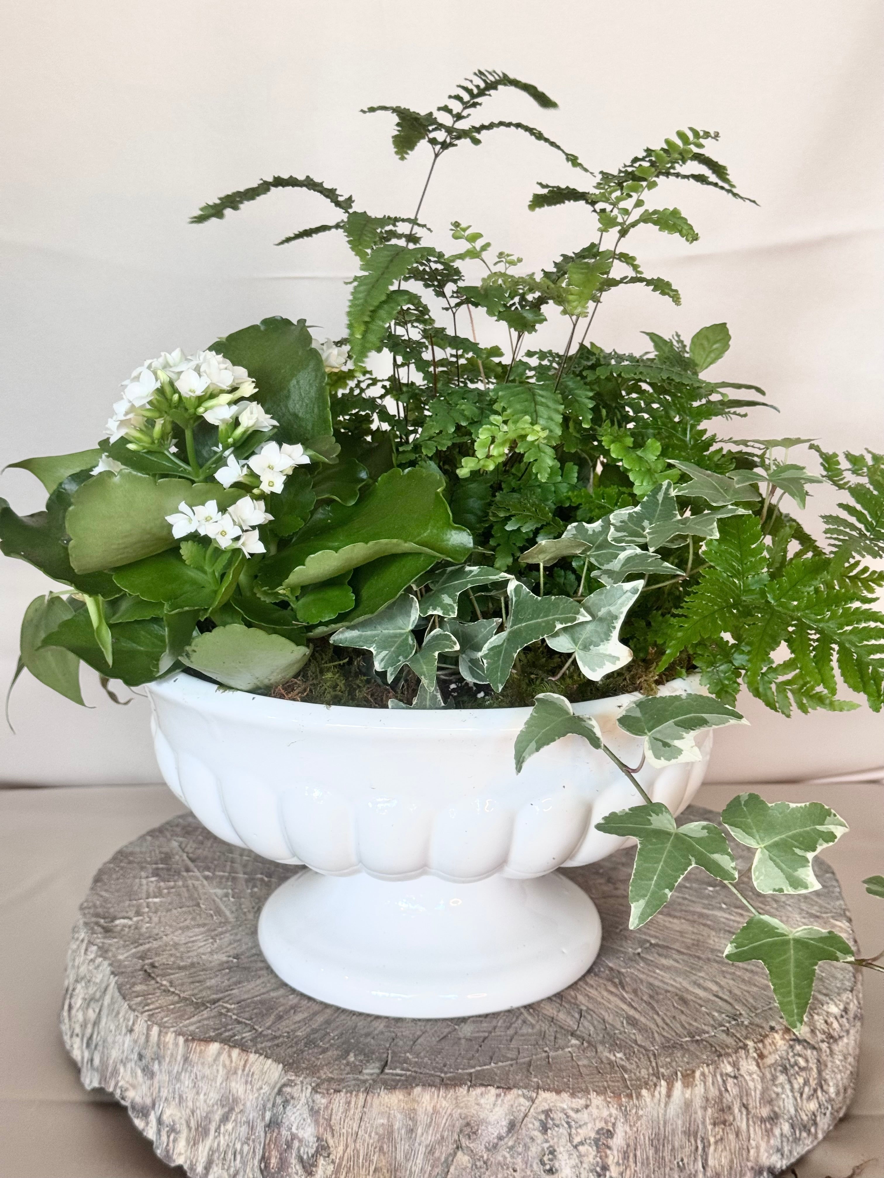 Plant Bowl in White Compote