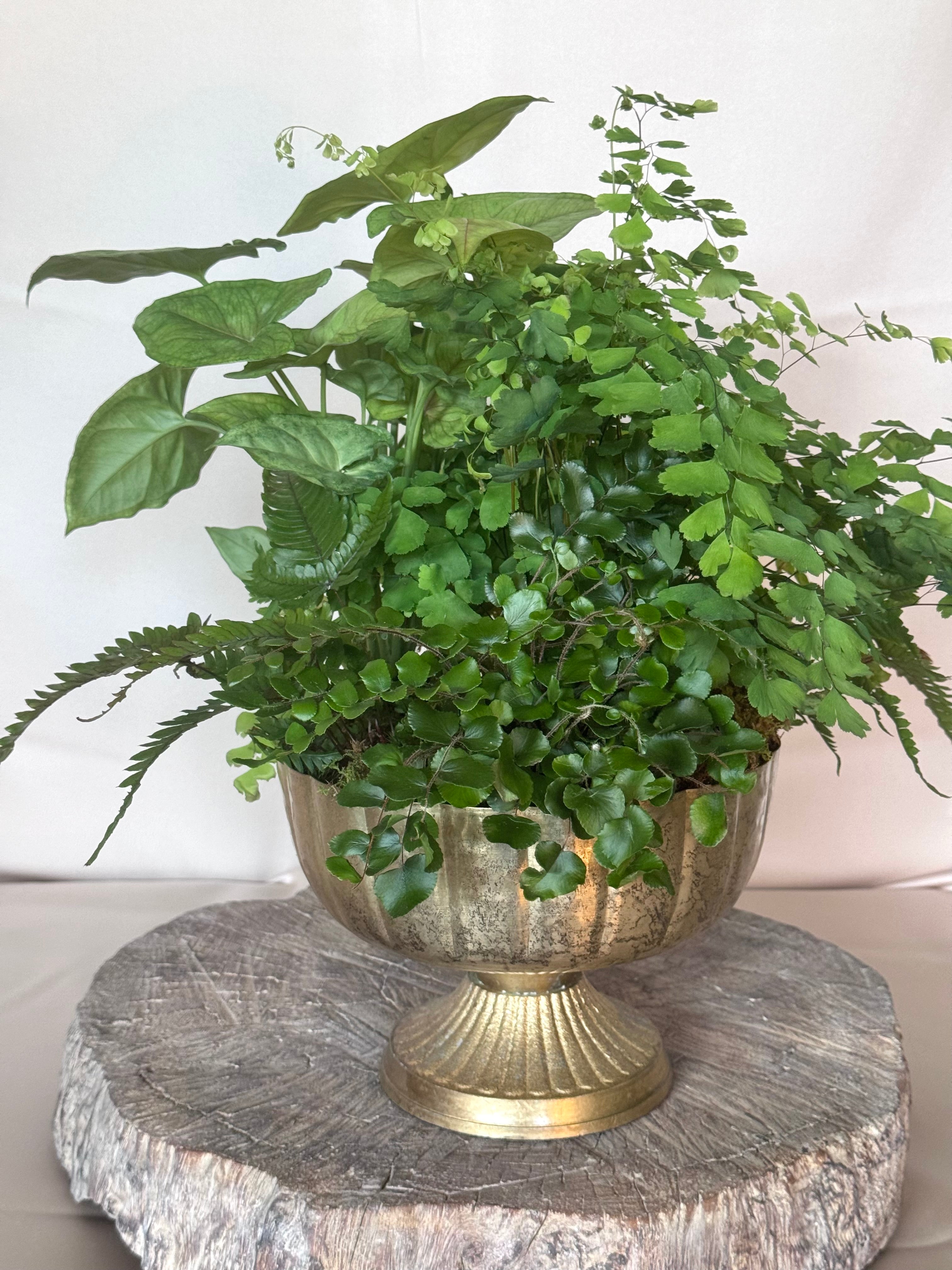 Plant Bowl in Gold Compote