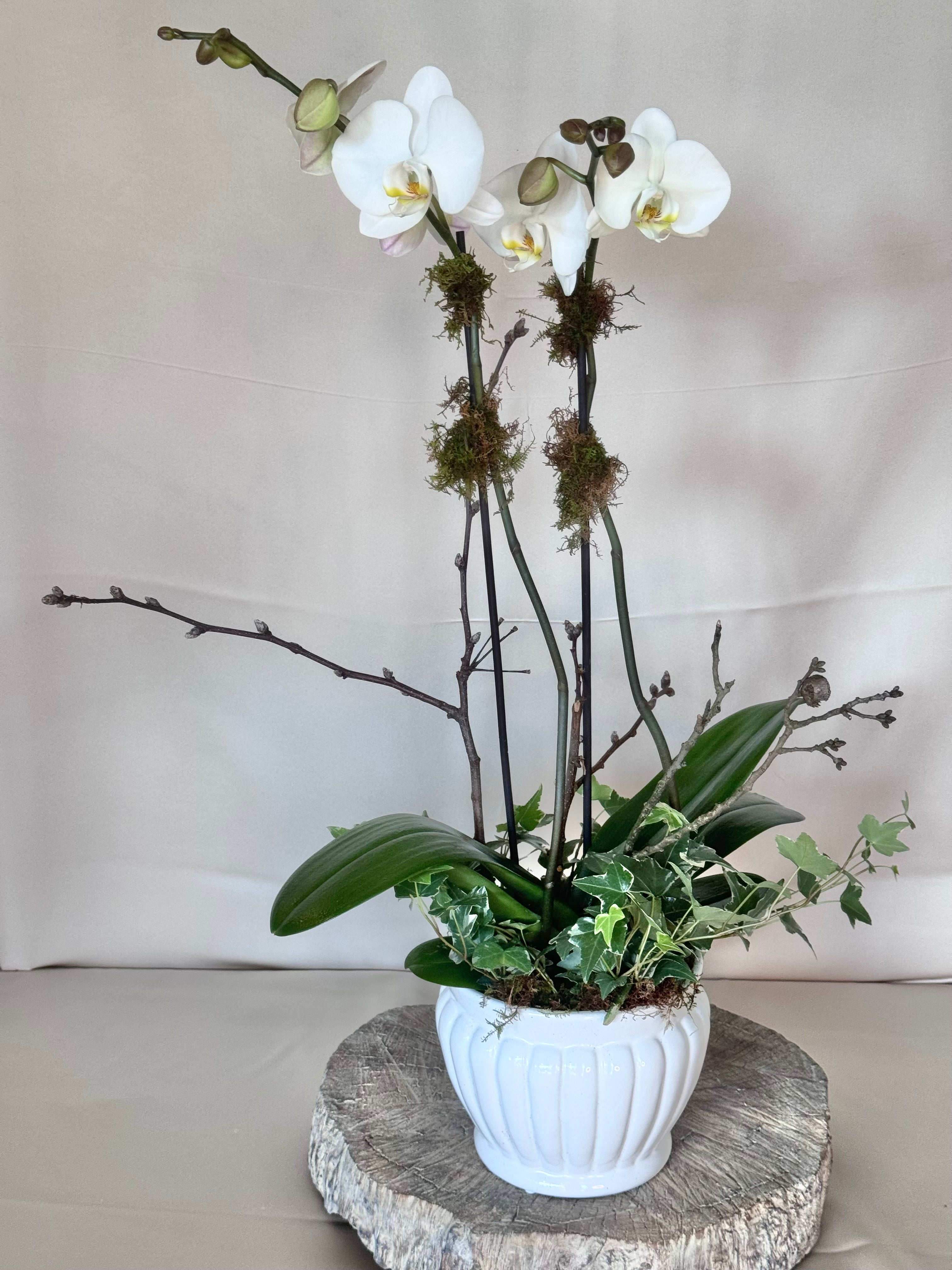 Double Orchid in White Cache Pot