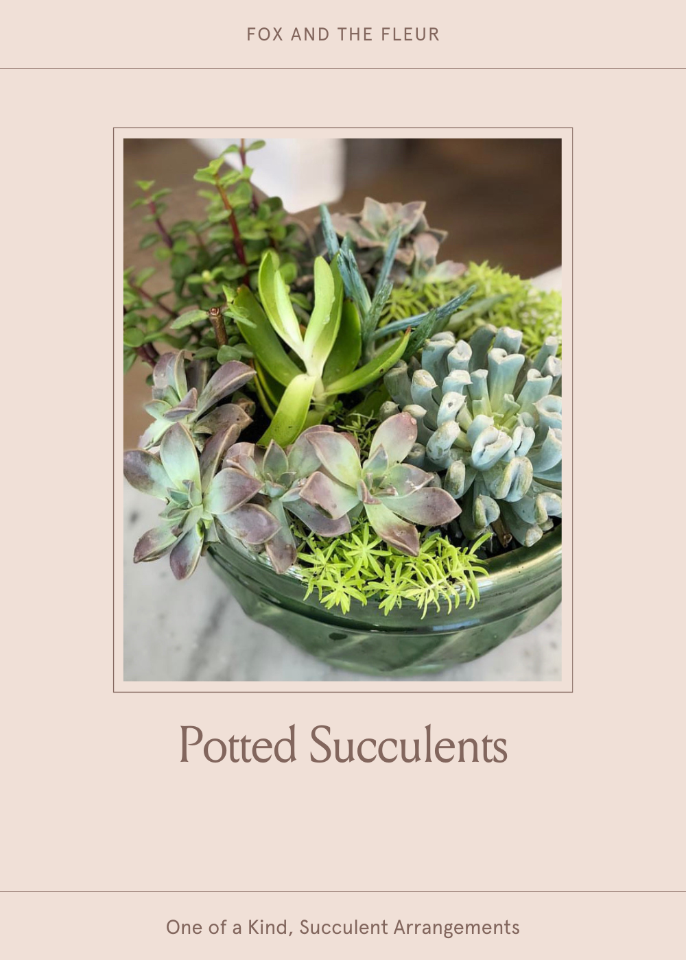 Potted Succulent Garden Workshop